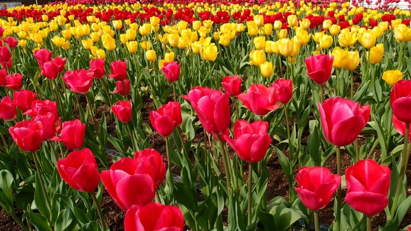 L'Influence Cruciale des Agences Immobilières sur le Marché des Transactions Résidentielles